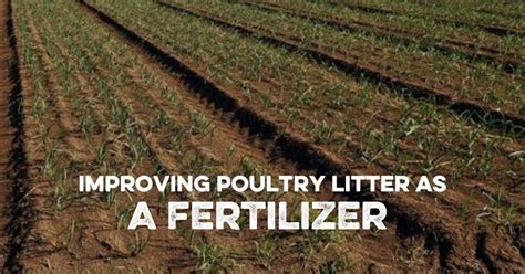 Improving Poultry Litter as a Fertilizer. And…?