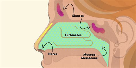 Label The Parts Of Nose