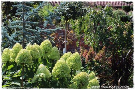 Wiosenne cięcie hortensji kiedy jak i czym z ogrodem na TY