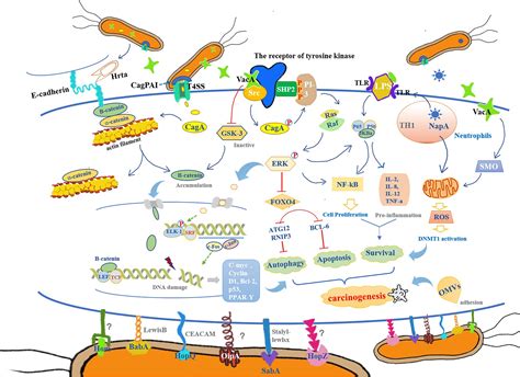 Frontiers Helicobacter Pylori Mediated Oxidative Stress And Gastric