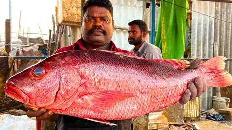 Kasimedu Speed Selvam Red Snapper Fish Cutting In Kasimedu Hd