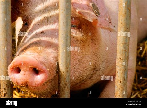 Hausschwein Sus Scrofa F Domestica Schwein Liegend Auf Einem Raster