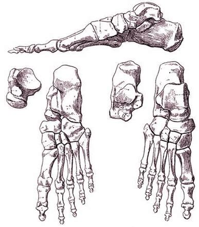 Diagram Foot Bones Image - Graph Diagram