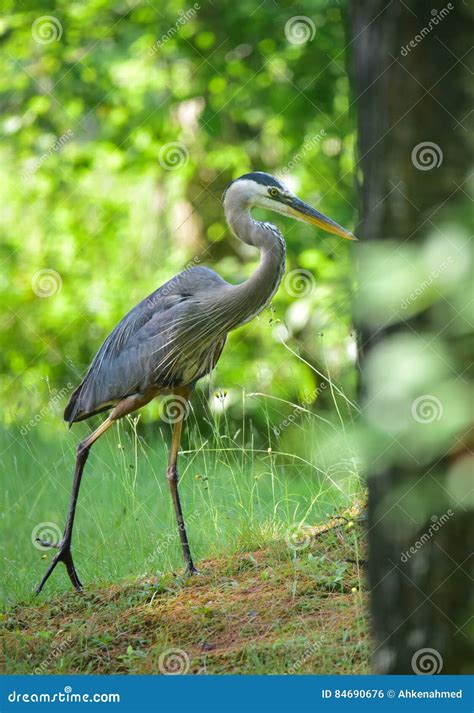 Garza De Gran Azul Pájaro Que Vadea Grande En Ardeidae De La Familia De