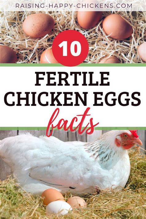 10 Facts About Fertile Chicken Eggs How To Tell Usage And Safety