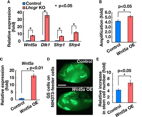 Figure 4 From The Luteinizing Hormone Testosterone Pathway Regulates