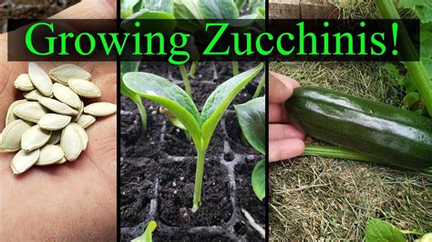 The Best Guide on Planting Zucchini Seeds - GreenThumbsGuide