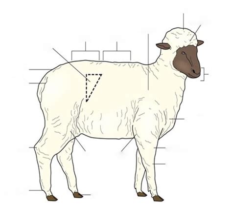 Sheep Diagram Diagram Quizlet