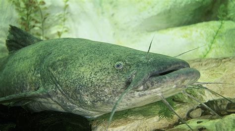 How to catch flathead catfish - eatingthewild.com