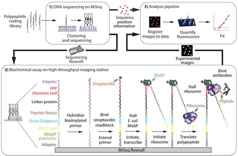 Large Scale Quantitative Protein Assays On A High Throughput Dna