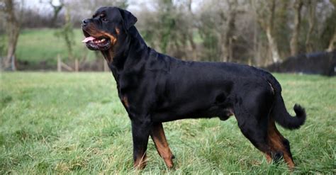 German Rottweiler Vs American Rottweilers What Are The Differences