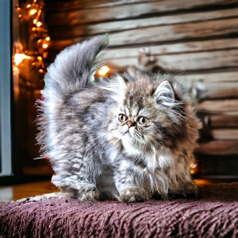 Cfa Reg Golden Shaded Male Male Persian Kitten For Sale In Virginia