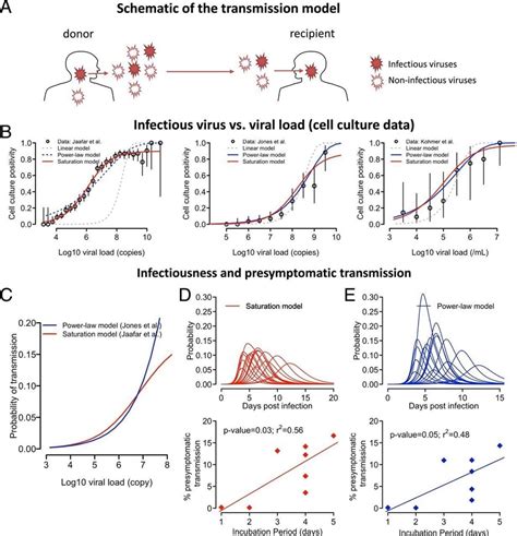 A New Model Linking Sars Cov 2 Viral Load To Infectiousness May Guide