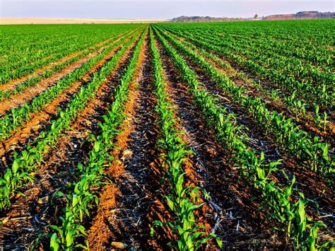 Pin By Gerald Garikai Gumbo On AGrik Agriculture Photography