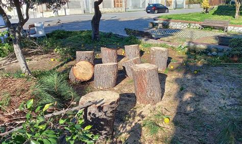 Alberi Tagliati A Pizzo Dal Wwf Una Proposta Per Far Rinascere Il Verde