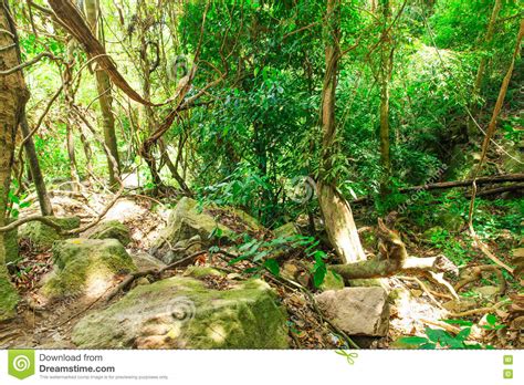 Jungle Forest Stock Photo Image Of Jungle Beauty Conservation 65752052