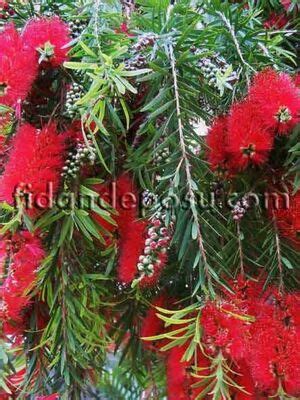 Callistemon Citr Nus Lanceolatus F R A Al S B Tk S Fidandeposu