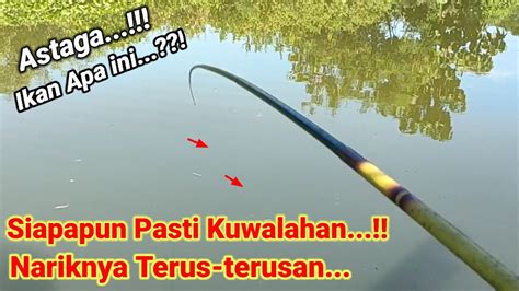 Mancing Ikan Mancing Liaran Lamongan Sambaran Ikan Nila Babon