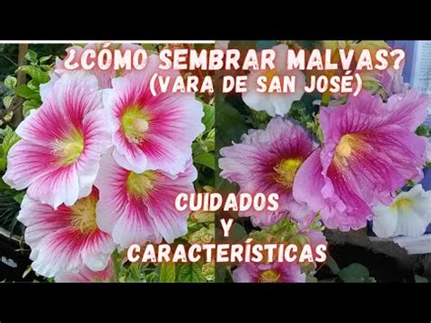 Guía práctica para plantar Malva moschata paso a paso JardinAlegre