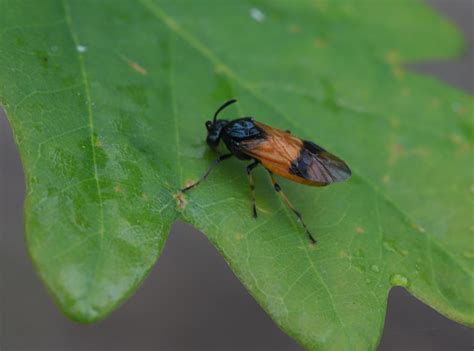 Bramble Sawfly In The Cricket Scrub Arge Cyanocrocea Stephen