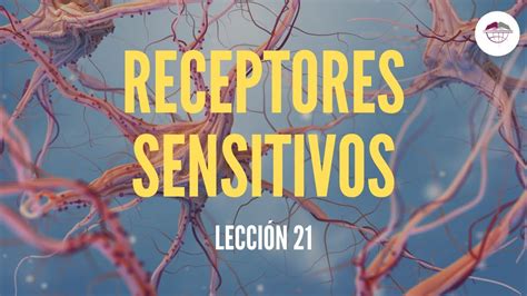 21 Receptores Sensitivos FisiologÍa Del Sistema Nervioso Youtube