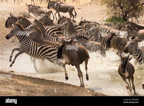 Plains or Common zebra, a group running across, Mara Kenya Africa Stock ...