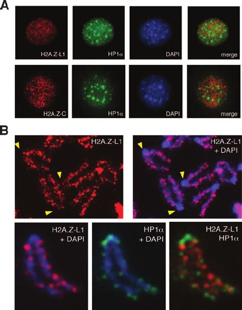 H A Z Is Excluded From Pericentric Heterochromatin In Differentiated