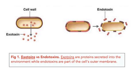 Bacteria Antibiotics And Other Medicines A Level Biology Study Mind