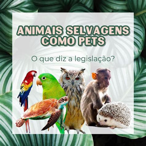 Animais Selvagens Como Pets 👀🦉🐢