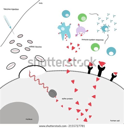 Nanoparticles Production Process M S De Vectores De Stock Y Arte