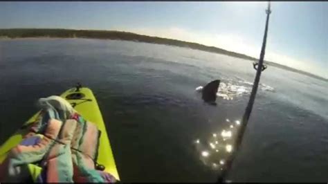 Kayak Fisherman Approached By Great White Shark Youtube