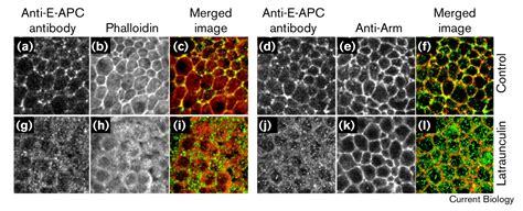 Actin Dependent Membrane Association Of A Drosophila Epithelial Apc