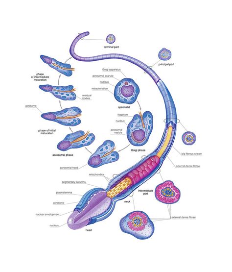 Male Genital System 25 By Asklepios Medical Atlas