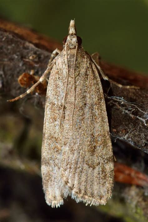 Scoparia Subfusca Micro Moth Stock Photo Image Of Subfusca