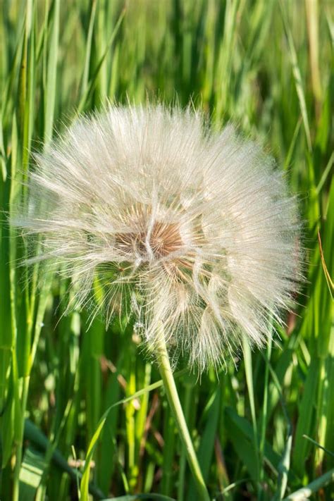 Great Dandelion In Grass Stock Photo Image Of Beauty 122436644