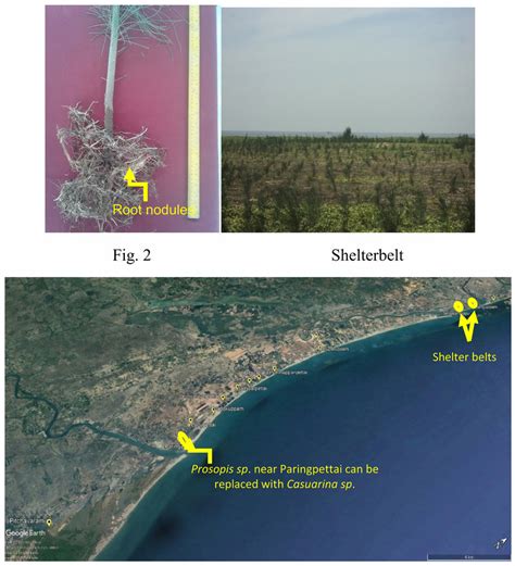 Coastline of Cuddalore district. | Download Scientific Diagram