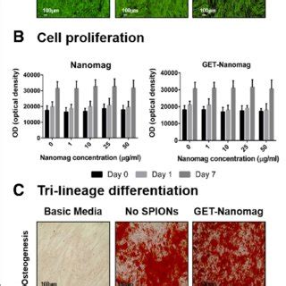 In Vitro Assessment Of Cell Viability Proliferation And Tri Lineage