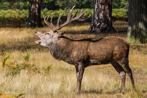 Kostenlose foto Prärie Tierwelt Hirsch Säugetier Fauna