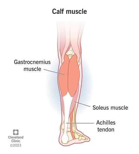 Calf Muscle: Anatomy, Function & Common Conditions