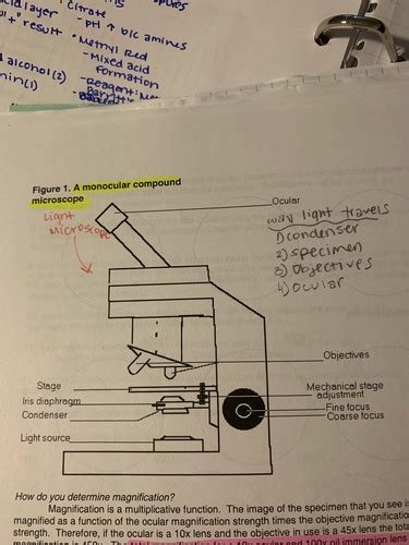 Lab Practical Flashcards Quizlet