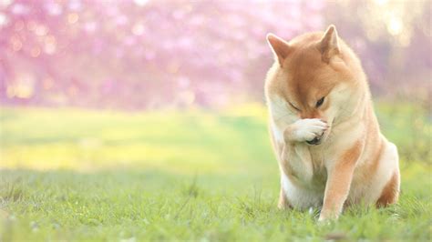 27 Shiba Inu Wallpapers - Wallpaperboat