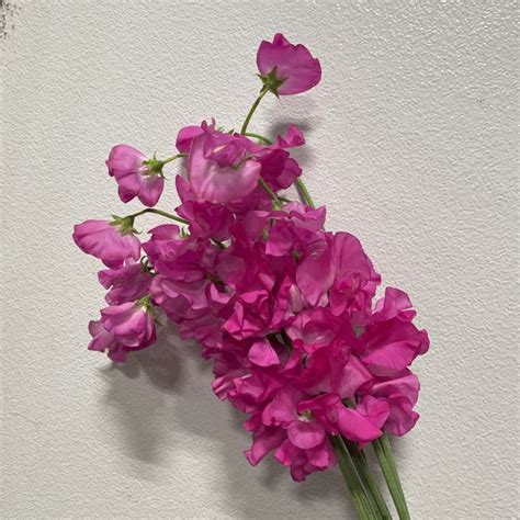 Sweet Peas Japanese Hot Pink Florabundance Wholesale Flowers