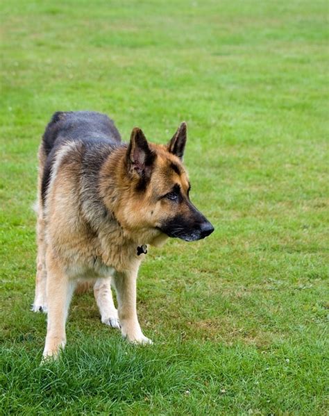 Dog German Shepherd Alsatian Free Photo On Pixabay