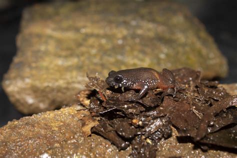 New Frog Species Discovered In Biodiversity Rich Western Ghats