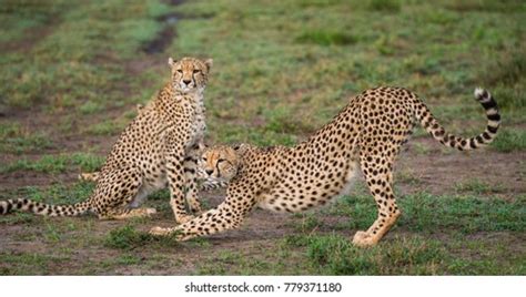 224 Two Cheetah Running Africa Images Stock Photos 3D Objects