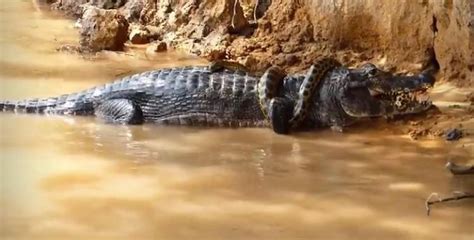 Pantanal vídeo mostra jacaré e sucuri duelando pela vida Primeira Página