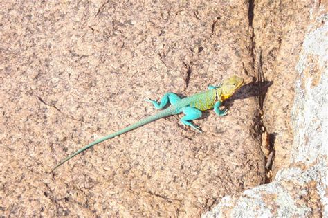 Crotaphytus Collaris Eastern Collarded Lizard Full Grown Maleoklahoma