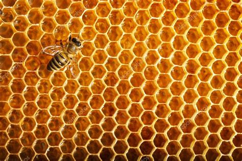 Bees Work On Honeycomb Stock Photo By Smaglov