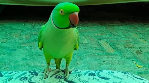 The World Best Urduhindi Bolnay Wala Ringneck Speaking Parrot On Raju Talking Parrot Youtube