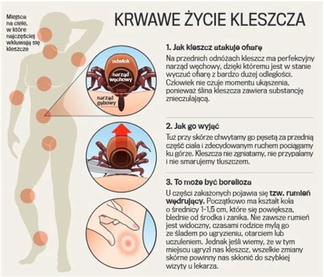 Robi się ciepło i groźne pajęczaki uaktywniają się Co robić gdy